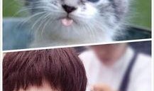 娱乐吃瓜猫咪视频大全,猫咪吃瓜视频大盘点